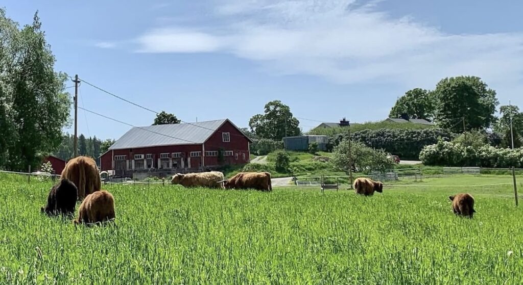 Ylämaankarja laiduntaa Söderkullassa.
